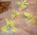 Nuphar lutea