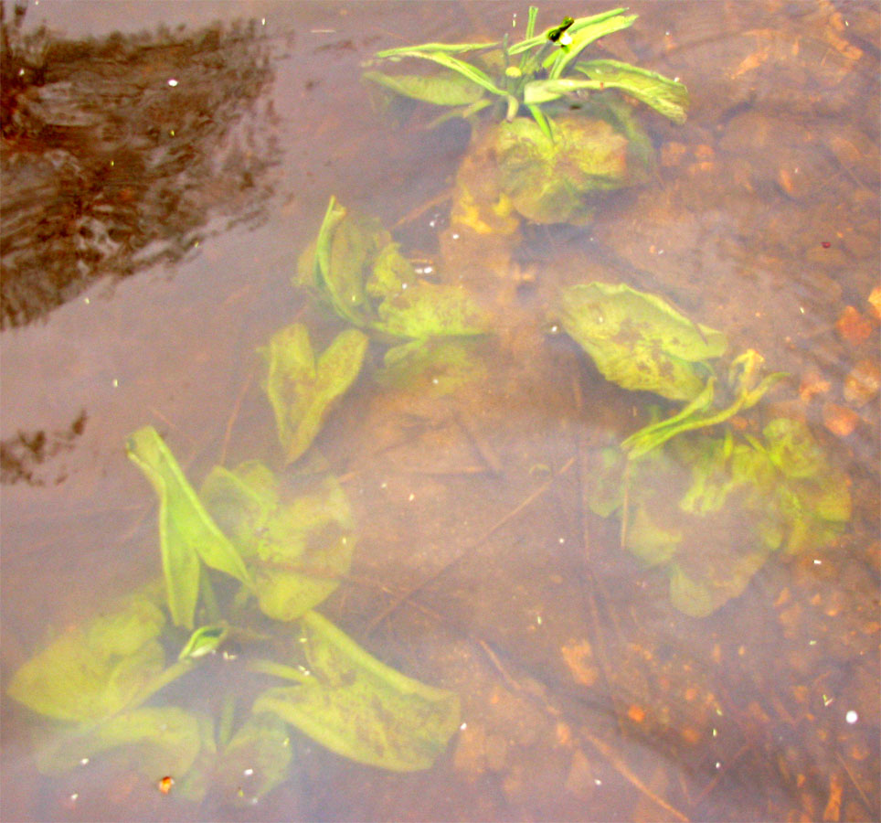 Image of Nuphar lutea specimen.