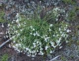 Dianthus arenarius