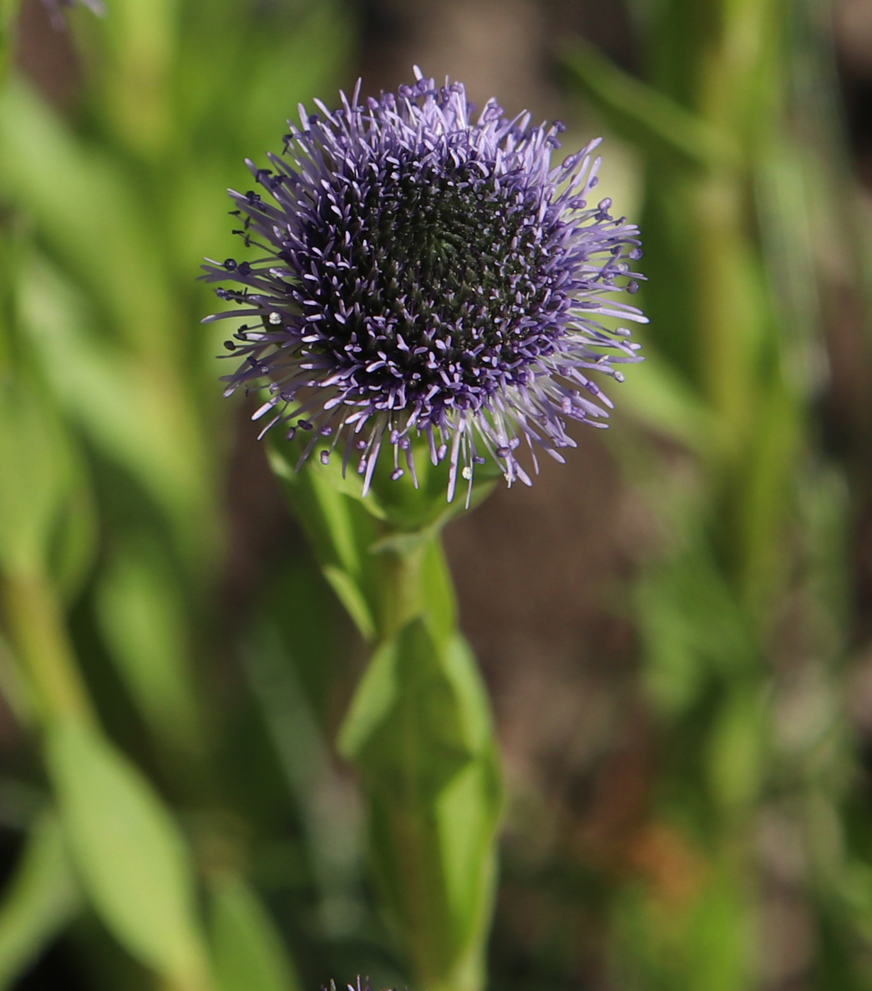Image of Globularia bisnagarica specimen.