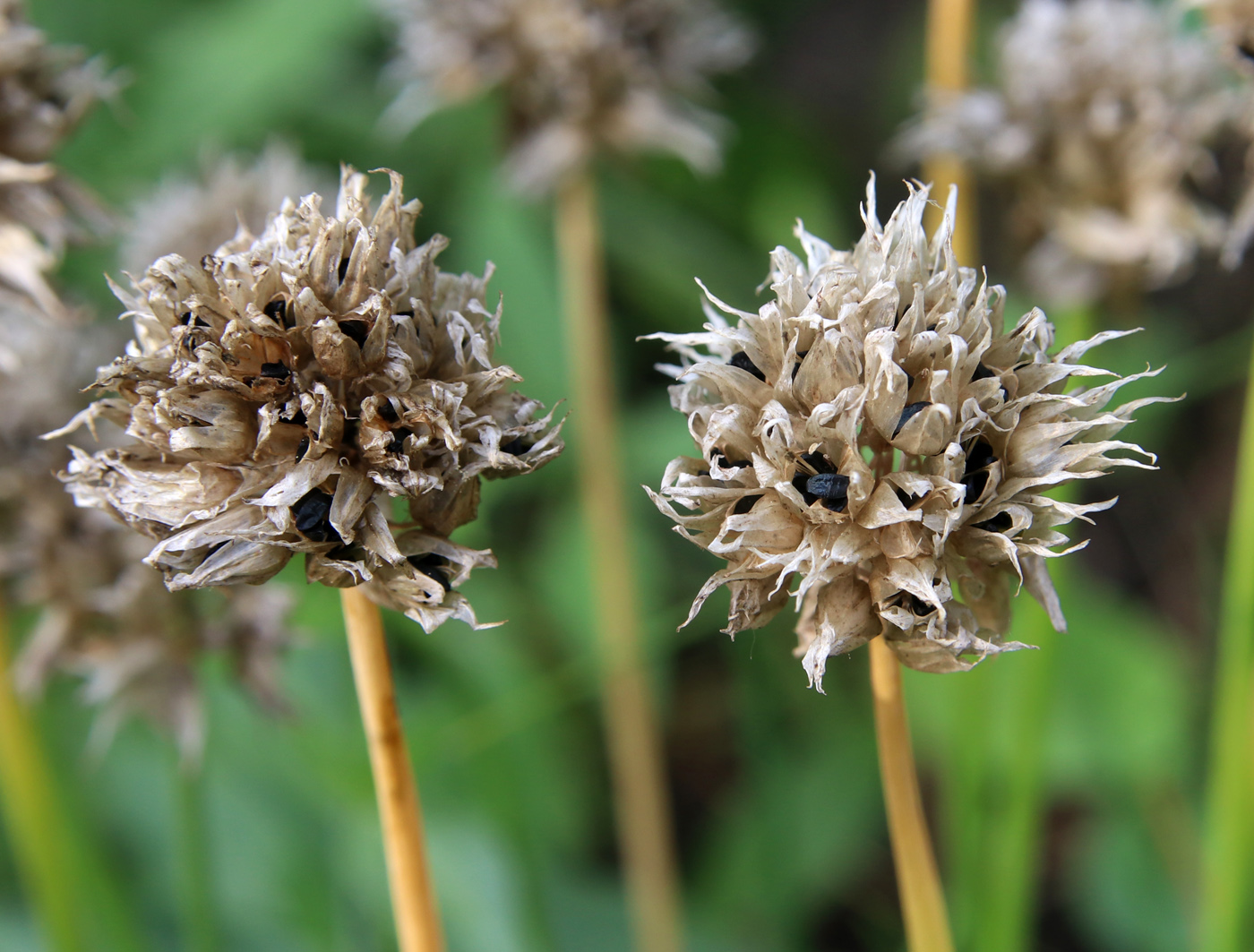 Изображение особи Allium schoenoprasum.