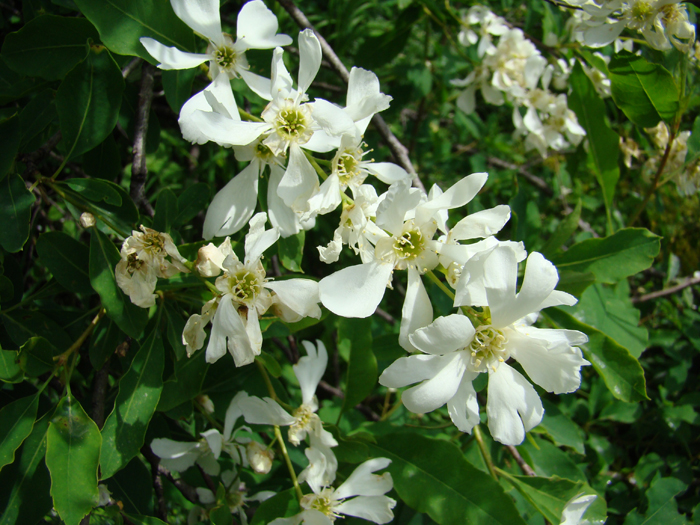 Image of Exochorda tianschanica specimen.