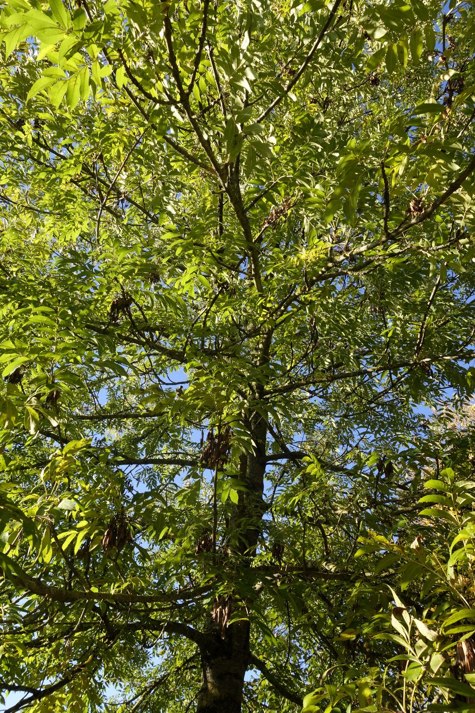 Image of Fraxinus excelsior specimen.