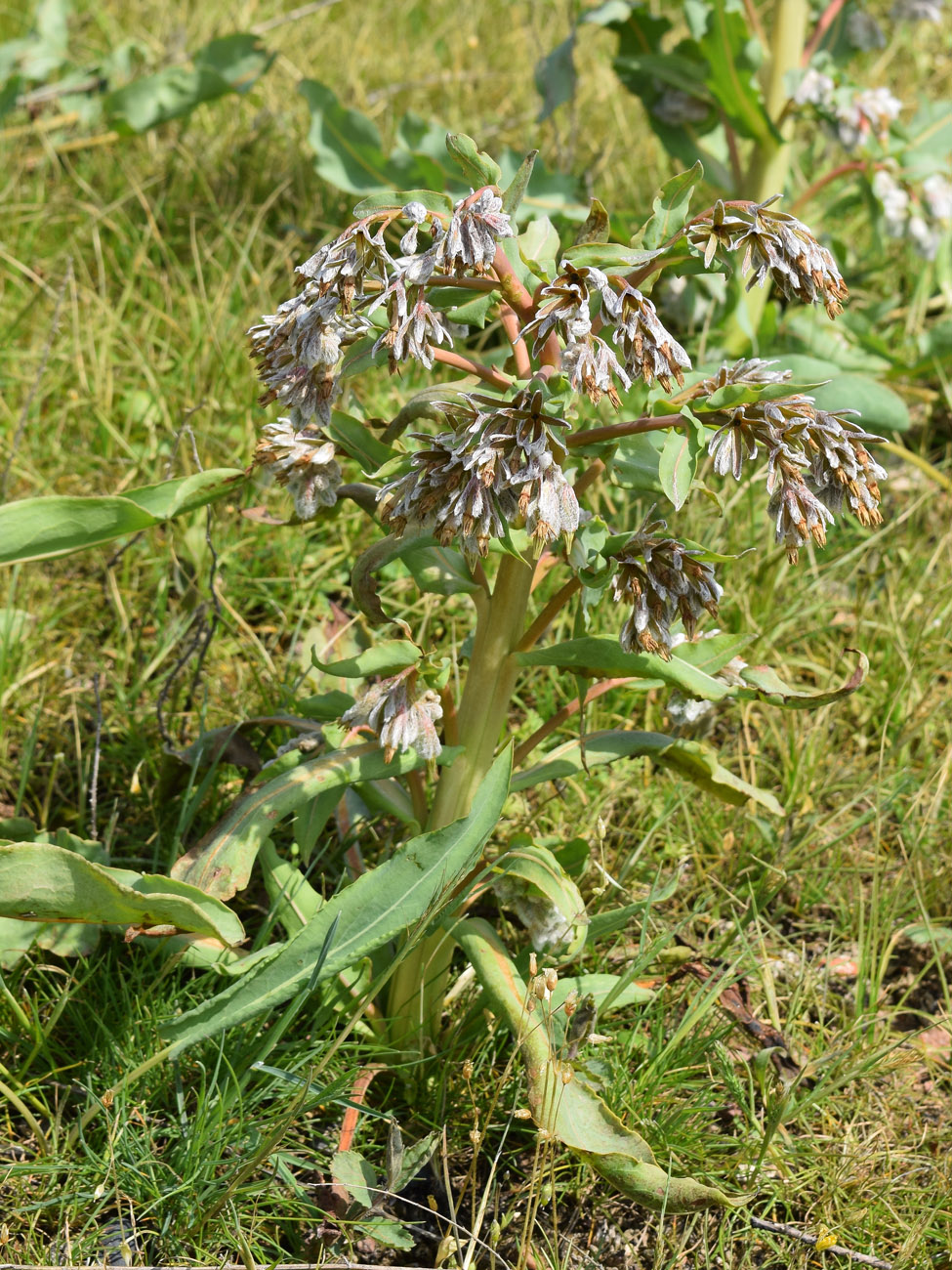 Изображение особи Rindera austroechinata.
