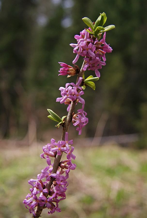 Изображение особи Daphne mezereum.