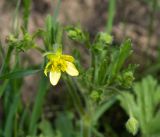 Ranunculus oxyspermus