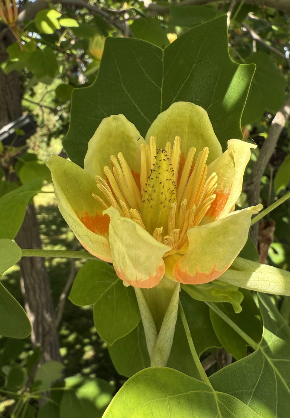 Изображение особи Liriodendron tulipifera.