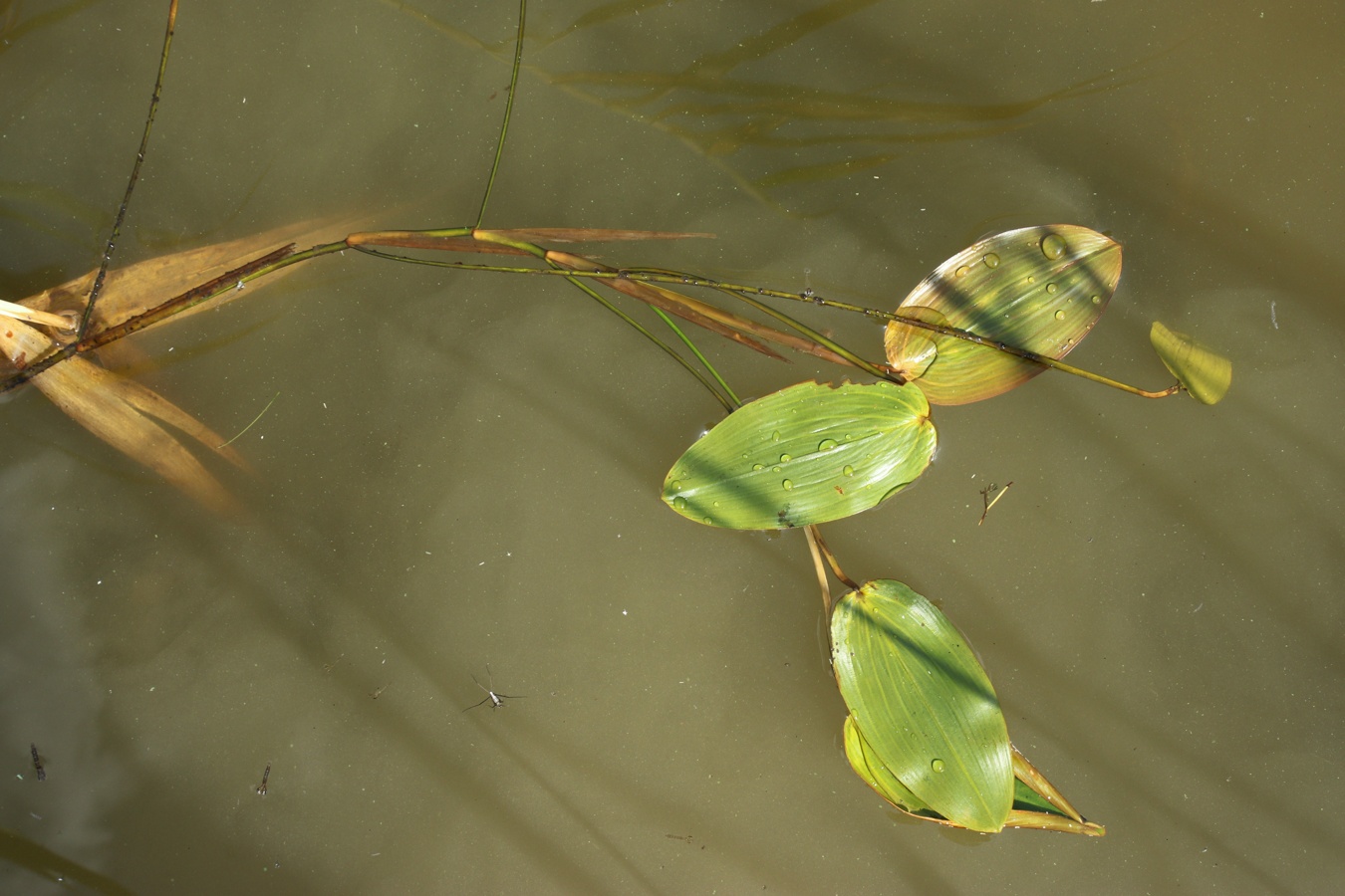 Image of Potamogeton natans specimen.
