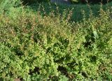 Abelia &times; grandiflora