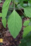 Impatiens noli-tangere