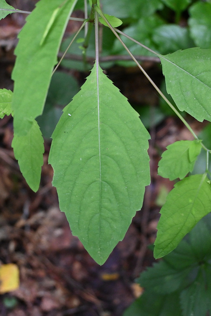 Image of Impatiens noli-tangere specimen.