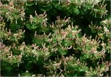 Lonicera caprifolium
