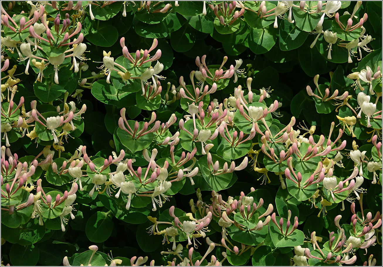Изображение особи Lonicera caprifolium.
