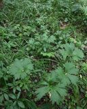 Aconitum lasiostomum
