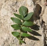 род Valeriana