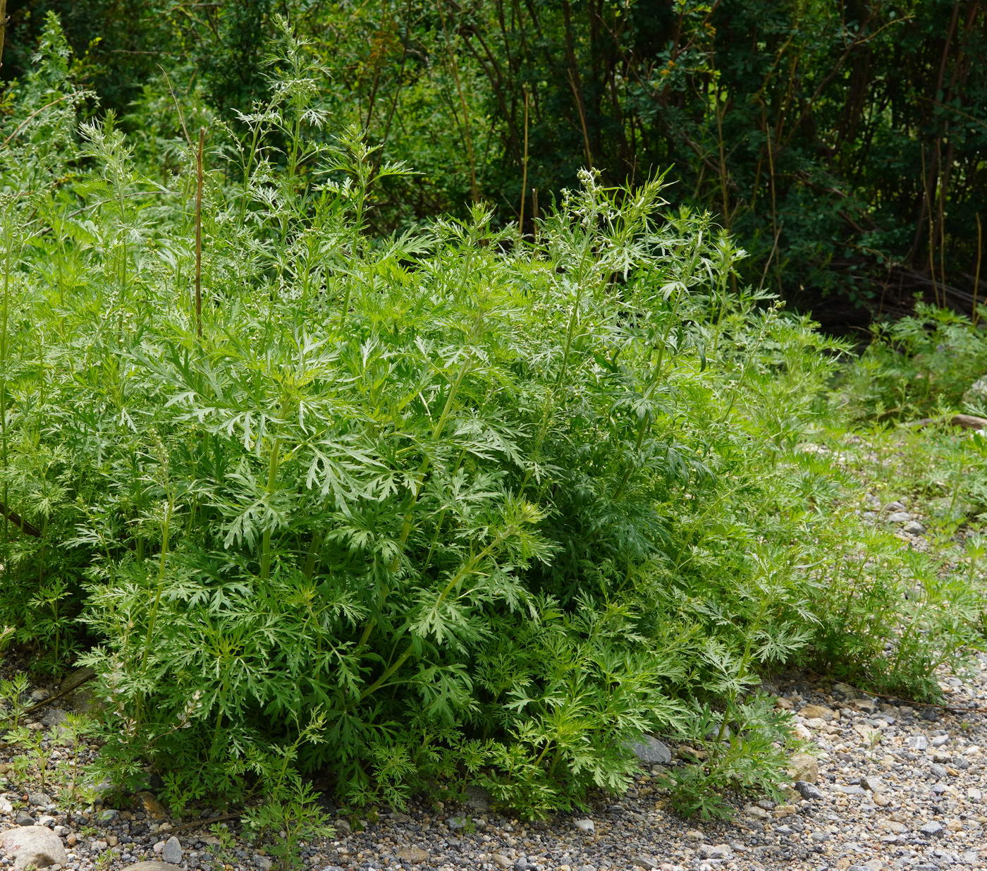 Image of genus Artemisia specimen.