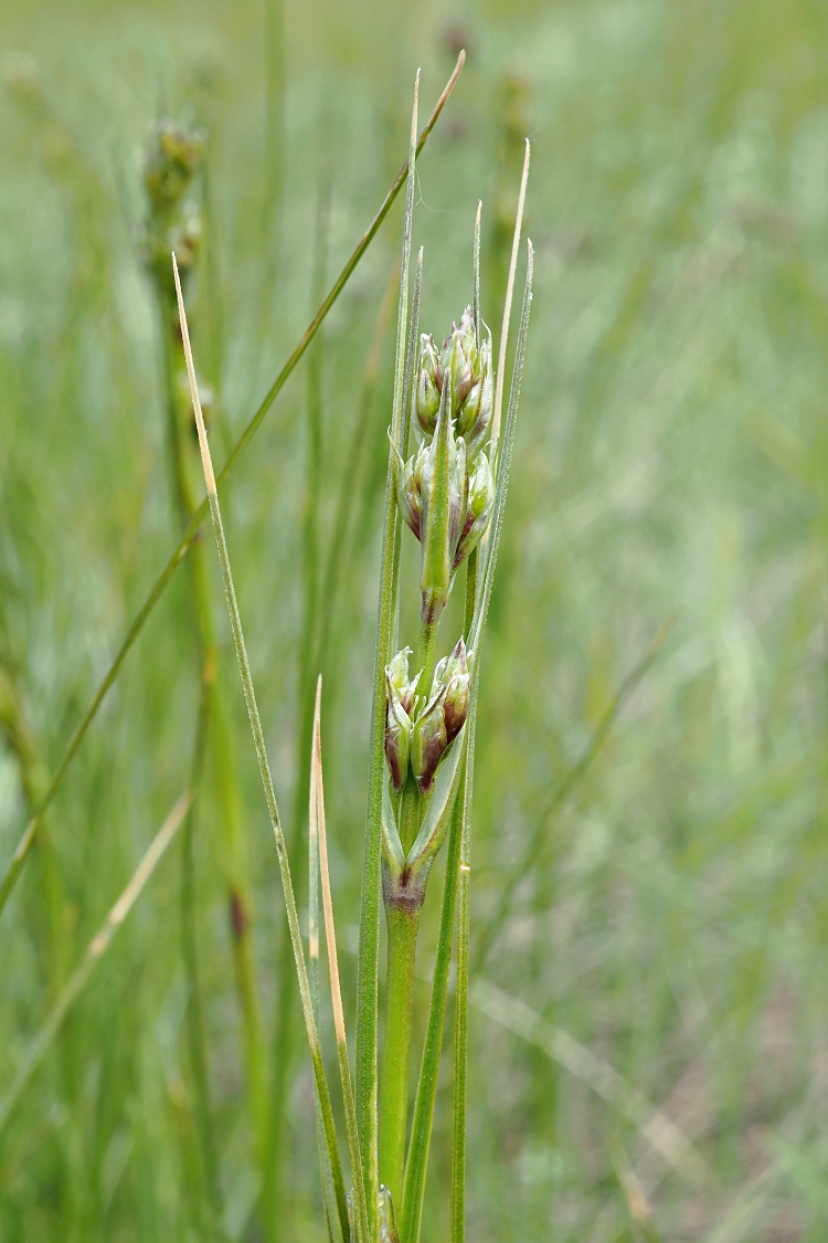 Image of Eremogone longifolia specimen.