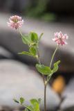Trifolium hybridum. Верхушка цветущего растения. Карелия, Прионежский р-н, окр. г. Петрозаводск, каменистый берег. 22.08.2025.