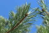 род Pinus