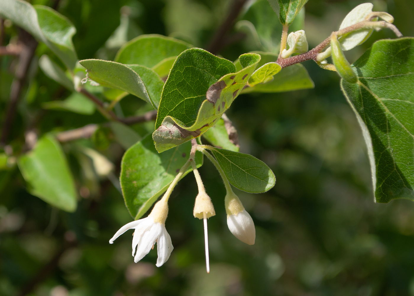 Изображение особи Styrax officinalis.