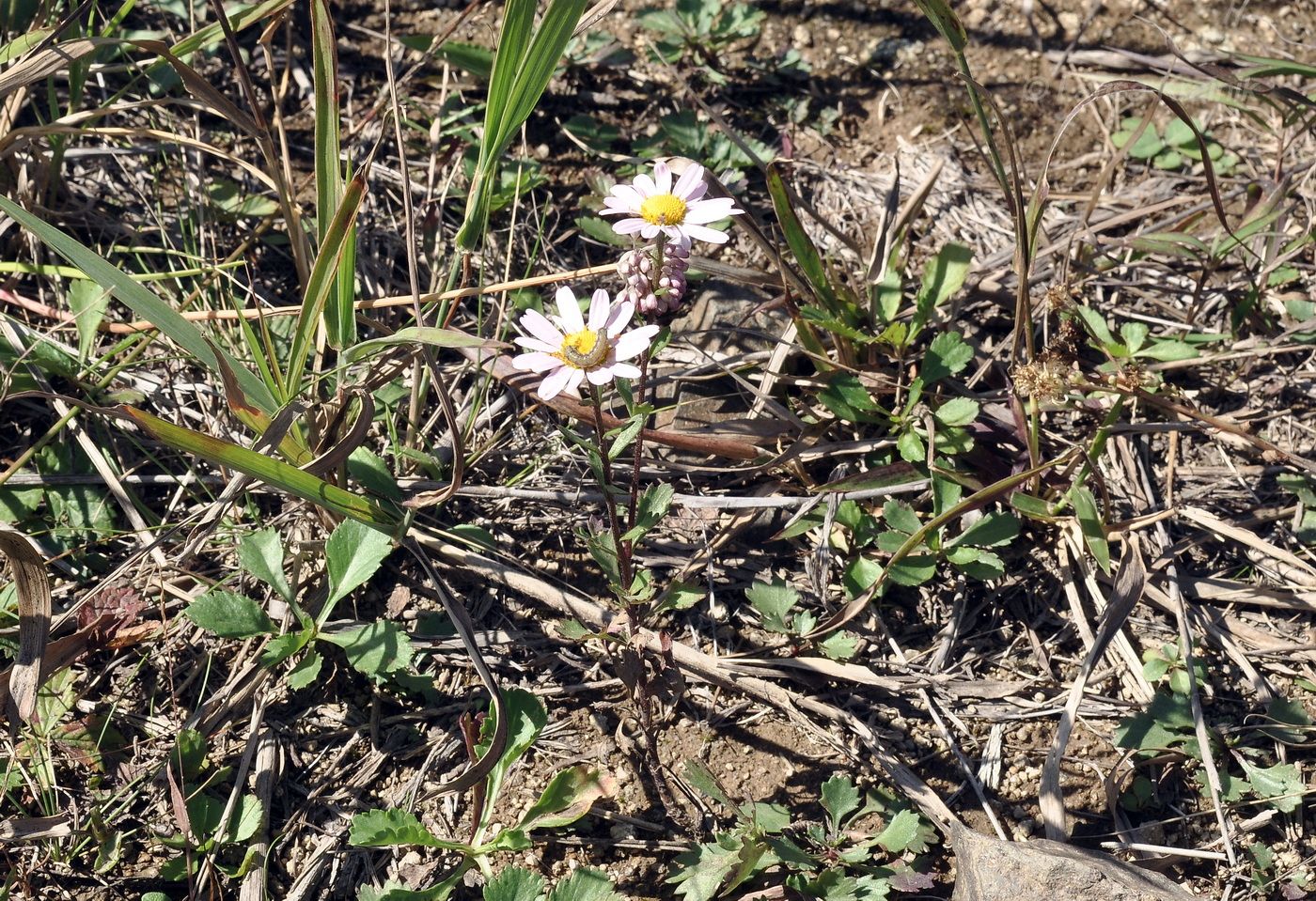 Изображение особи семейство Asteraceae.