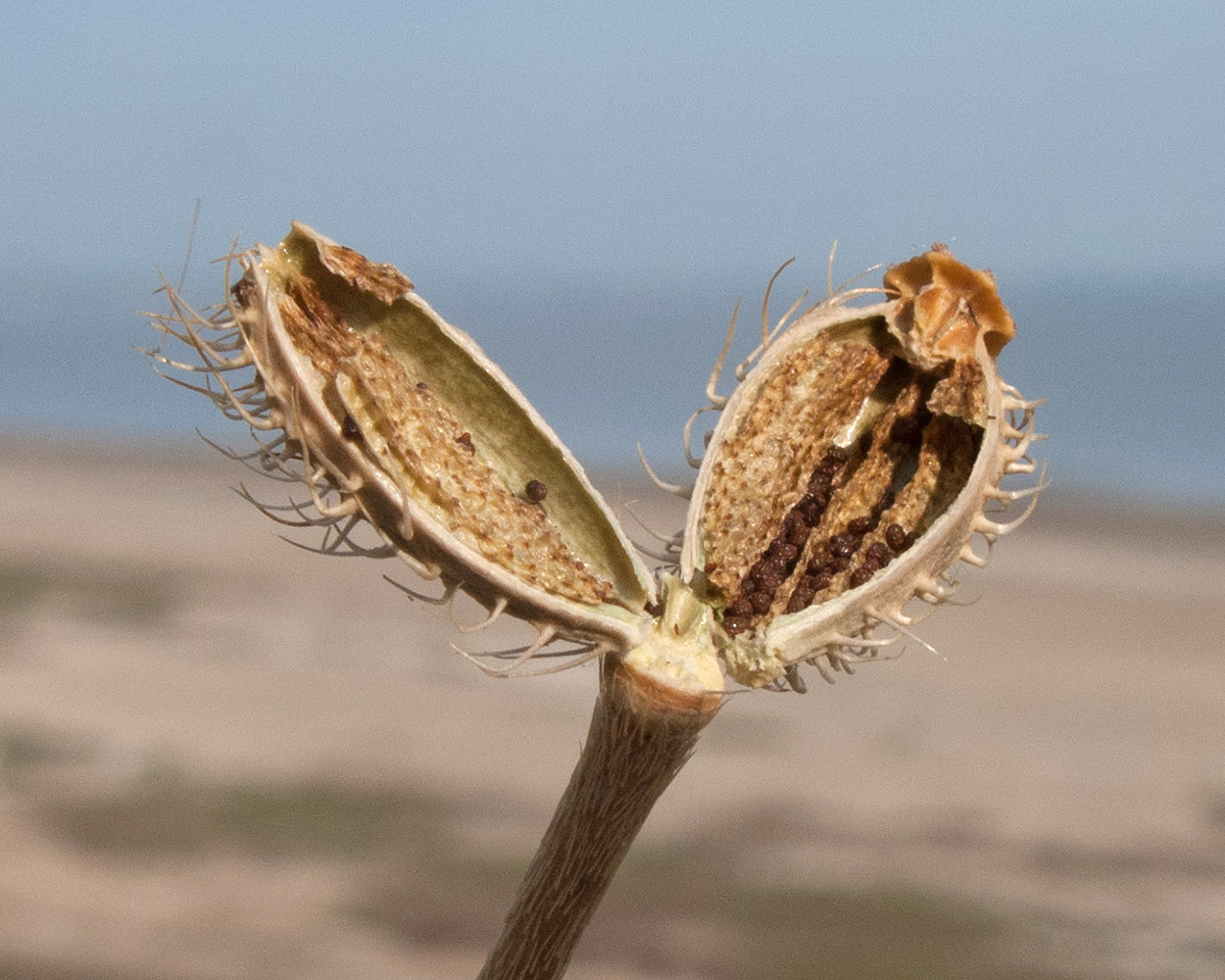 Image of Papaver hybridum specimen.