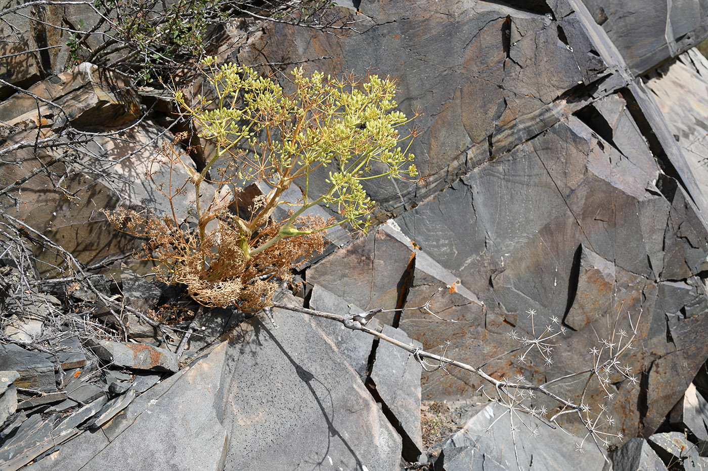 Image of Ferula ovina specimen.