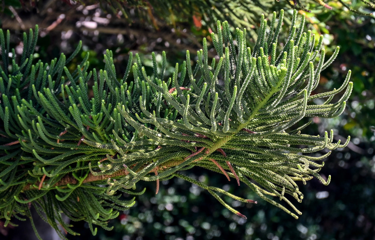 Image of genus Araucaria specimen.