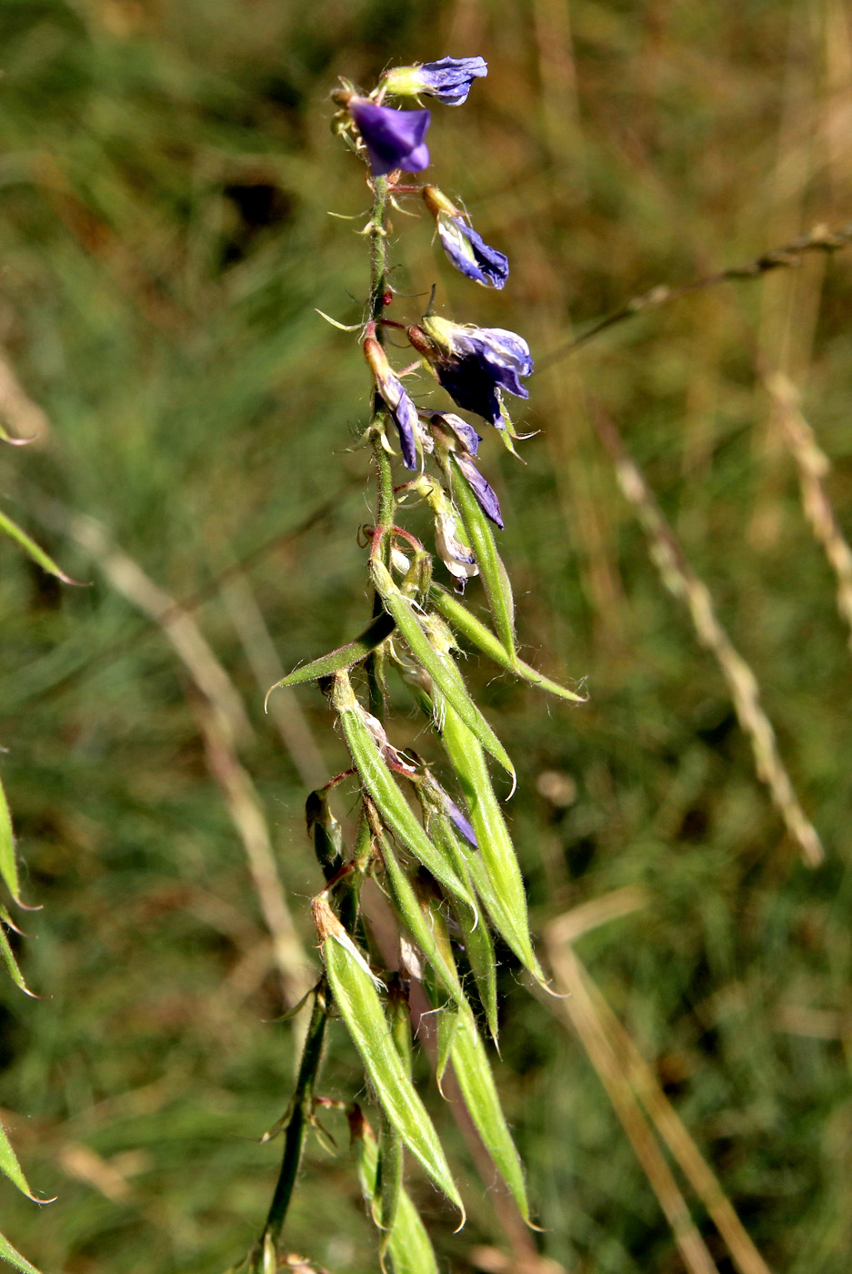 Image of Galega orientalis specimen.