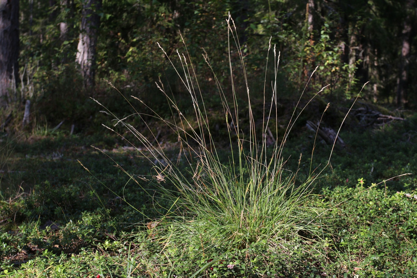 Image of Sieglingia decumbens specimen.