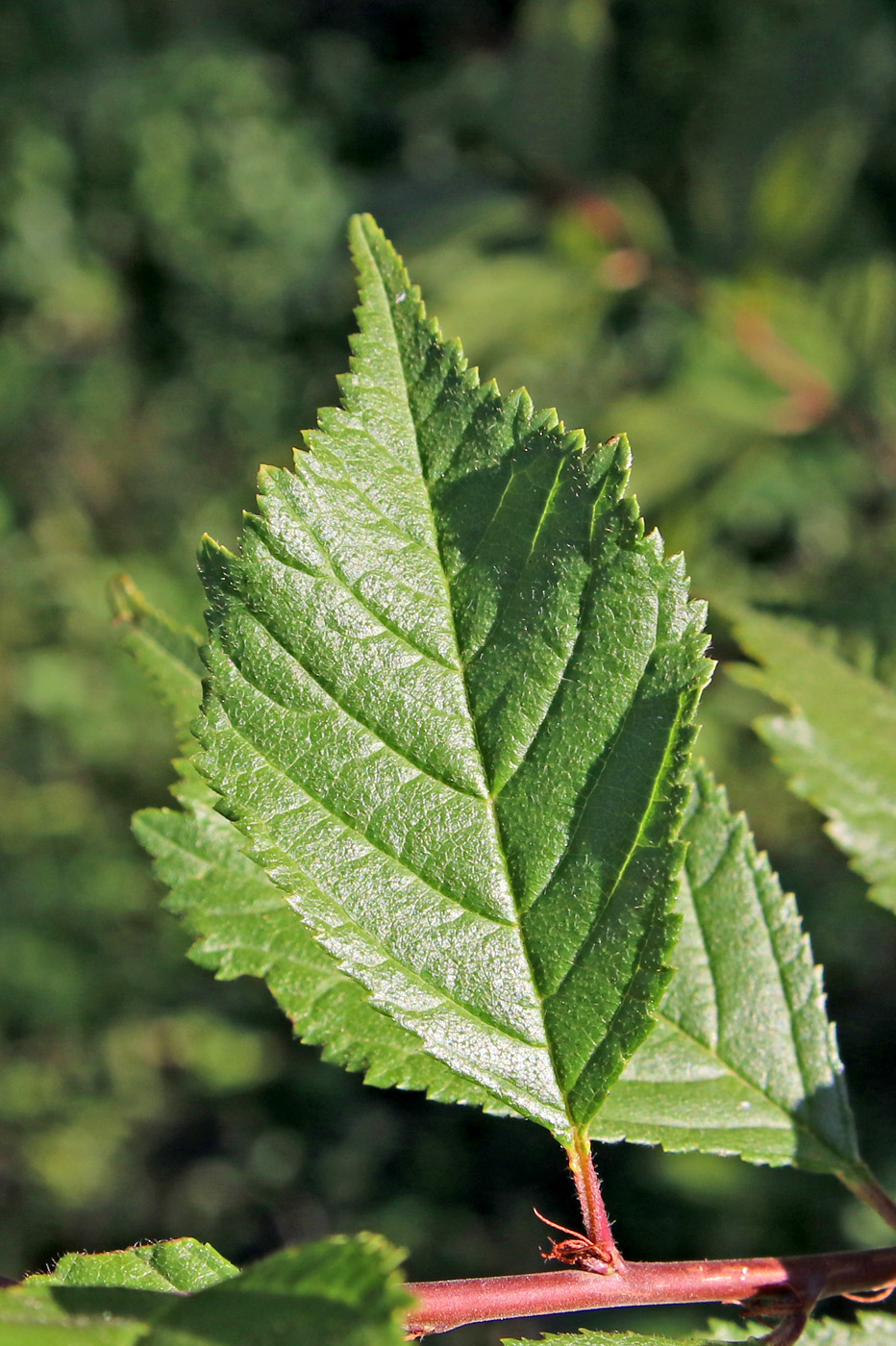 Изображение особи Louiseania triloba.