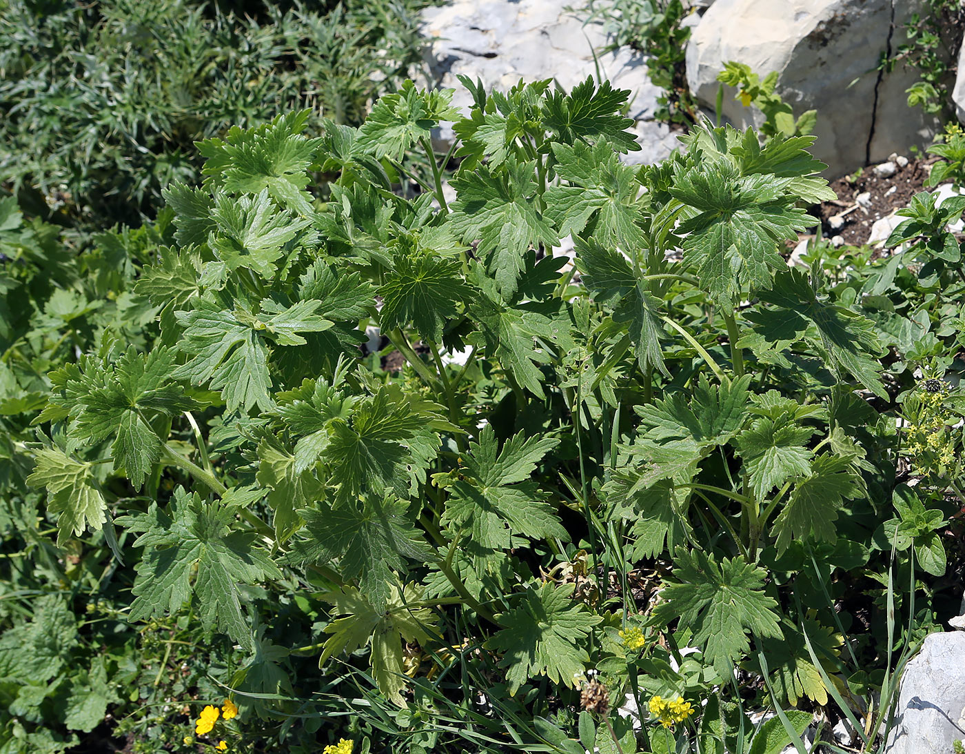 Image of genus Delphinium specimen.