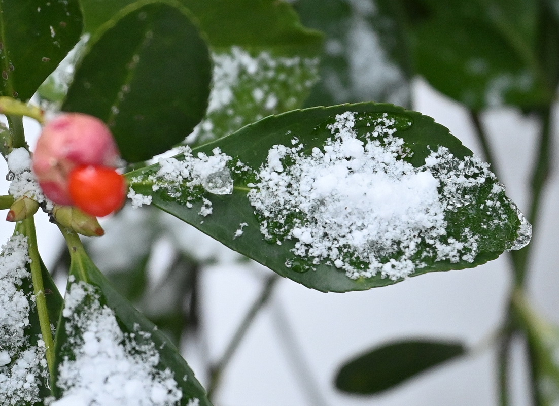 Изображение особи Неопознанный вид.