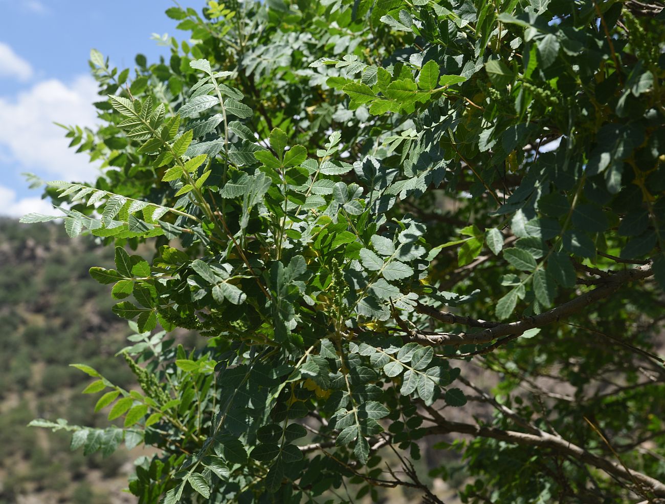 Image of Rhus coriaria specimen.