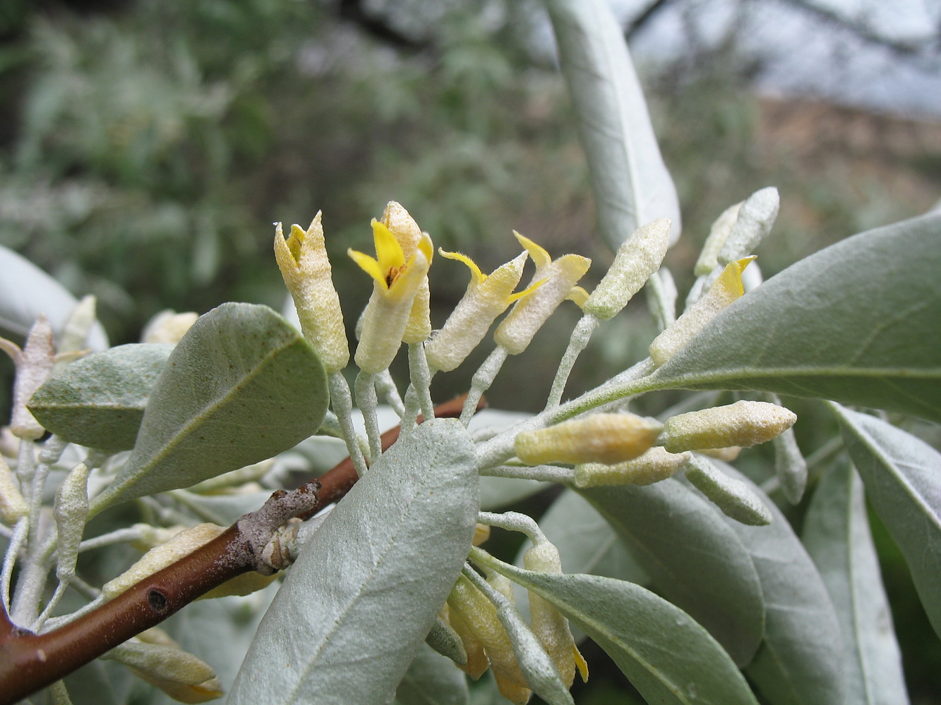 Изображение особи Elaeagnus caspica.