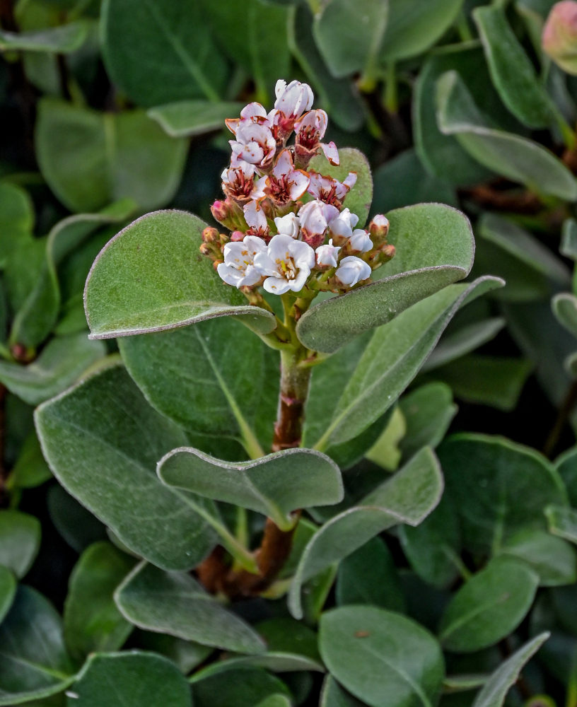 Image of Rhaphiolepis umbellata specimen.