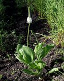 Plantago maxima. Цветущее и бутонизирующее растения. Ульяновская обл., окр. г. Димитровград, пойма р. Бол. Черемшан, сыроватый луг на границе широколиственного леса и пашни, дно высохшей лужи. 09.06.2024.