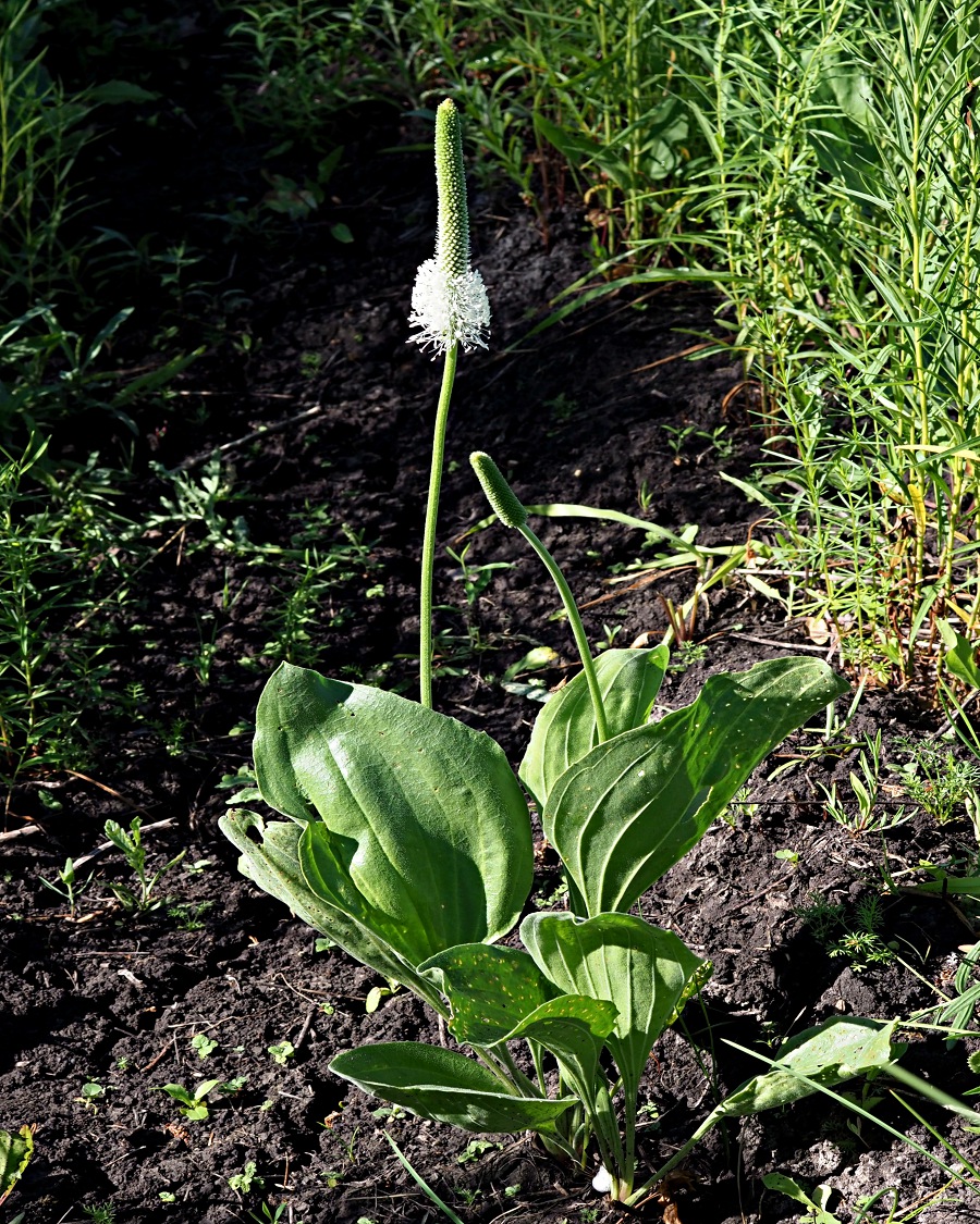 Изображение особи Plantago maxima.