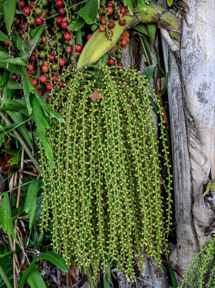 Изображение особи Caryota mitis.