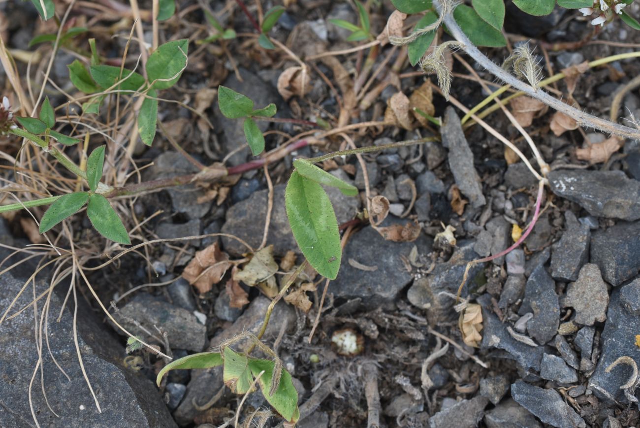 Изображение особи род Trifolium.