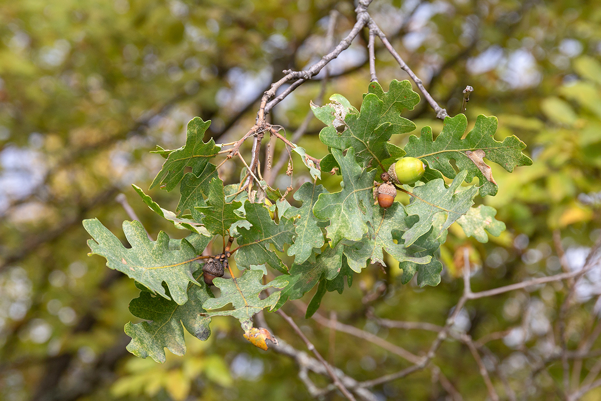 Image of genus Quercus specimen.