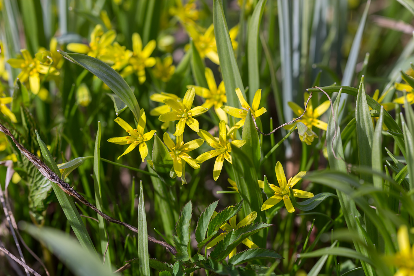 Изображение особи Gagea lutea.