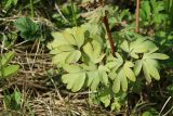 Corydalis solida. Нижняя часть отцветшего растения. Ленинградская обл., Ломоносовский р-н, дер. Дубки, дачный участок. 01.05.2026.