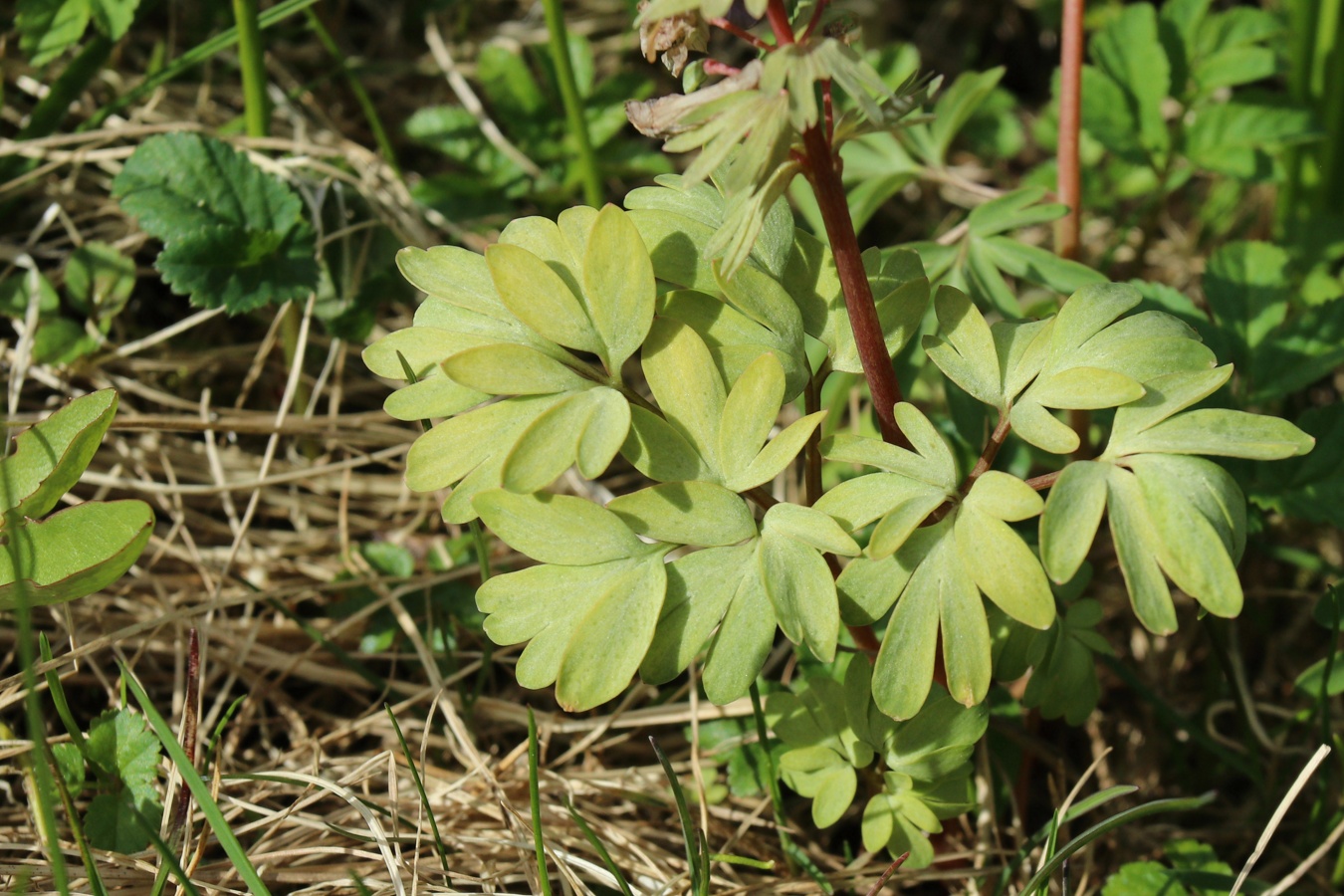 Image of Corydalis solida specimen.