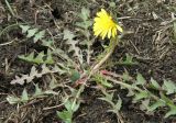 Taraxacum tortilobum