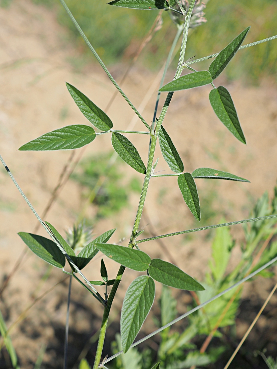 Изображение особи Psoralea bituminosa ssp. pontica.