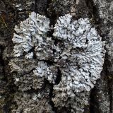division Ascomycota