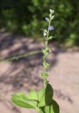 Veronica officinalis. Верхушка побега с соцветием с бутонами, цветками и незрелыми плодами. Испания, Каталония, пров. Барселона, комарка Осона, муниципалитет Виланова-де-Сау, водохранилище Сау, просека в смешанном лесу. 31.05.2026.