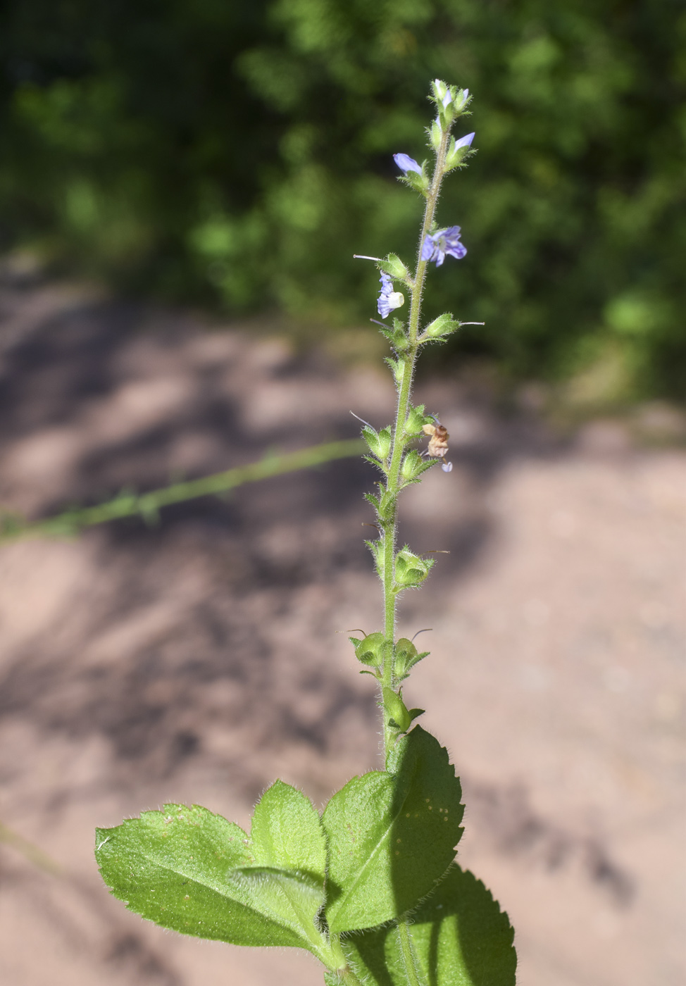 Image of Veronica officinalis specimen.