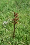 род Orobanche. Отцветшее растение. Грузия, край Самцхе-Джавахети, лев. берег Куры, 800 м выше брошенного курдского селения, выс. ок. 1220 м н.у.м., луг. 6 июня 2026 г.